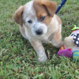 Purple Collar - Working Dog Cross puppy in Alabama from Alsup Farms and Cattle Dogs