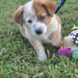 Purple Collar - Working Dog Cross puppy in Alabama from Alsup Farms and Cattle Dogs