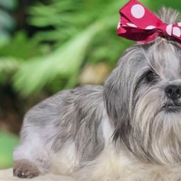 Shih Tzus from Pretty Paws Shih Tzu's