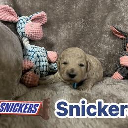 Snickers - Cream male Goldendoodle puppy in Richmond, Texas from Harper’s Heartbeats