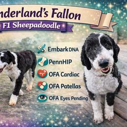 Fallon - Sheepadoodle