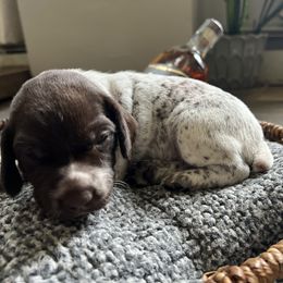 German Shorthaired Pointer Puppies from Bequest German Shorthaired Pointers