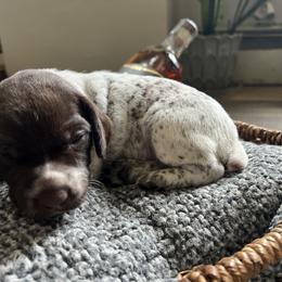 German Shorthaired Pointer Puppies from Bequest German Shorthaired Pointers