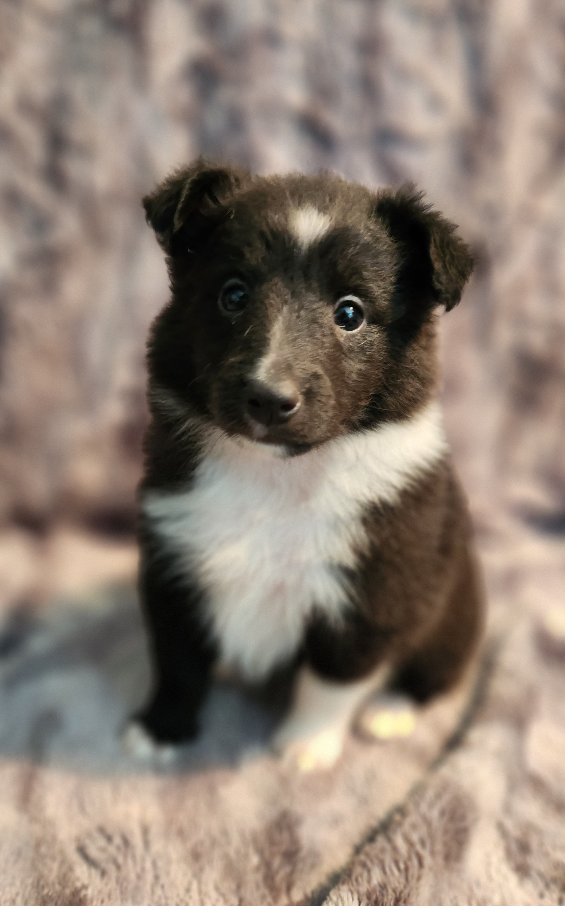 Shetland Sheepdog Puppies from Hope's Heart Shelties