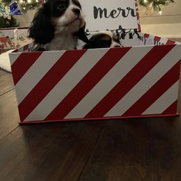 Cavalier King Charles Spaniel Puppies from Ridgefield Cavaliers