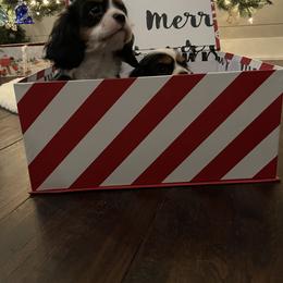 Cavalier King Charles Spaniel Puppies from Ridgefield Cavaliers
