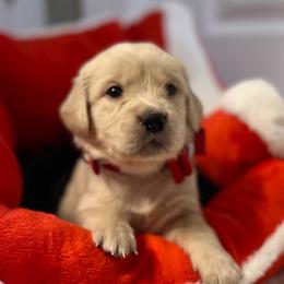 Brie - Light golden female Golden Retriever puppy in Seville, Ohio from Retriever Ranch