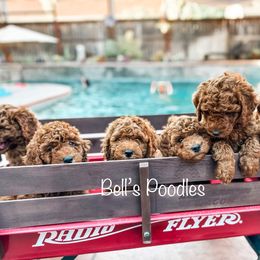 Goldendoodle and Poodle Puppies from Bell’s Poodles and Doodle’s