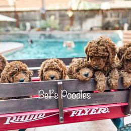 Goldendoodle and Poodle Puppies from Bell’s Poodles and Doodle’s
