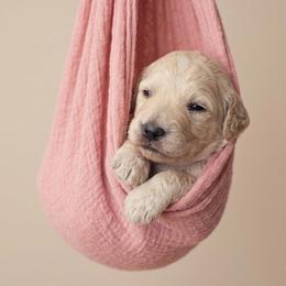 Gwen - Cream female Goldendoodle puppy in Clifton, Arizona from Denim & Doodles