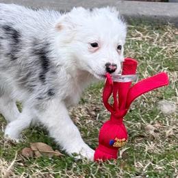 Sylvia - Blue merle female Border Collie puppy in Mckinney, Texas from Border Collies of Ruidoso