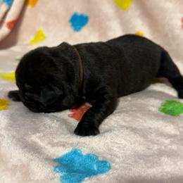 Brown Collar M - Black male Cane Corso puppy in Paris, Texas from Knucklehead Cane Corso