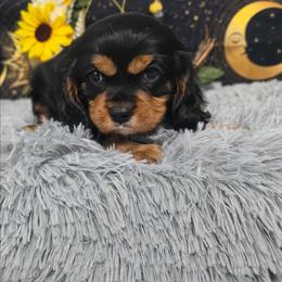 Hermes - Black and tan male Cavalier King Charles Spaniel puppy in Neosho, Missouri from Pups on the Ridge