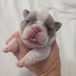 Bowser - White and fawn male French Bulldog puppy in Denver, Colorado from Mecham Family kennels -MechamFrenchies
