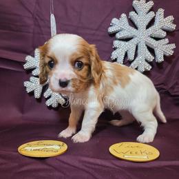 Snowflake - Blenheim female Cavalier King Charles Spaniel puppy in Kermit, West Virginia from Stonecoal Cavaliers