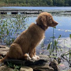 Nova Scotia Duck Tolling Retrievers from Sardonyx Canines