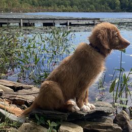 Nova Scotia Duck Tolling Retrievers from Sardonyx Canines