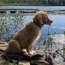 Nova Scotia Duck Tolling Retrievers from Sardonyx Canines