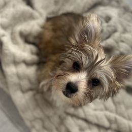 Lucky - Gold Yorkshire Terrier puppy in Oro Valley, Arizona from Sugar & Spice Yorkies