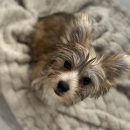 Lucky - Gold Yorkshire Terrier puppy in Oro Valley, Arizona from Sugar & Spice Yorkies