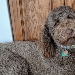 Poodles from Pups Are Us