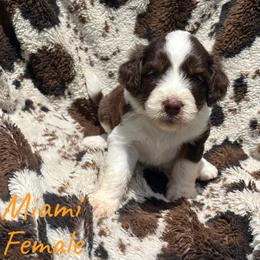 Miami - Red tri-color female Aussiedoodle puppy in Cleveland, Tennessee from C&S Kennels