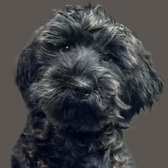 Robin - Australian Cobberdog