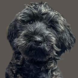 Robin - Australian Cobberdog