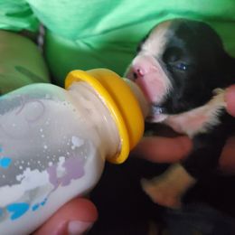Boston Terrier Puppies from The Christian Bostons