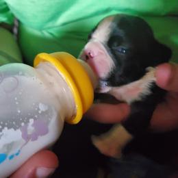 Boston Terrier Puppies from The Christian Bostons