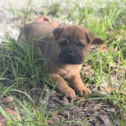 Bean - Red fawn male Chinese Shar-Pei puppy in Lehigh Acres, Florida from Florida Wrinkles