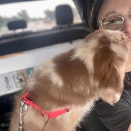 Australian Shepherd and Miniature Australian Shepherd Puppies from Integrity Aussies Tx