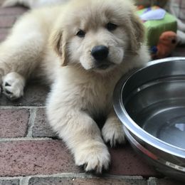 Golden Retriever Puppies from Goldens for You