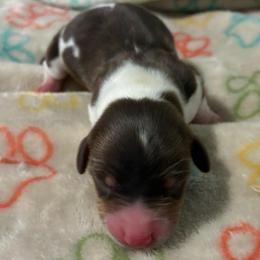 Laredo - Piebald male Dachshund puppy in Dobson, North Carolina from Oakleys Dachshund Haven