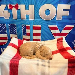 Sweden - Apricot female Goldendoodle puppy in Houston, Texas from Were The Mack'Doodles