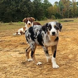 Australian Shepherds from Double G Ranch