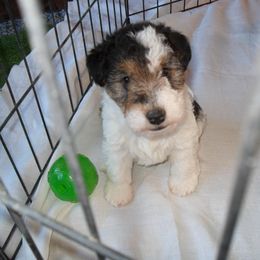 Wire Fox Terrier Puppies from Fox Lore Terriers