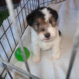 Wire Fox Terrier Puppies from Fox Lore Terriers