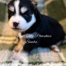 Simba - Black and white male Pomsky puppy in Rossville, Georgia from Scenic City Pomskies