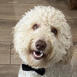 Ruli - Australian Labradoodle