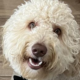 Ruli - Australian Labradoodle