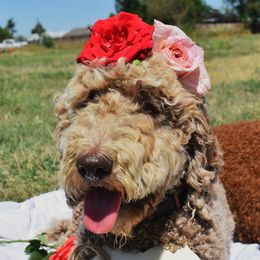 Tully - Poodle
