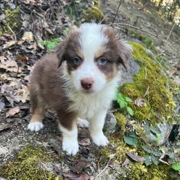 James - Red tri-color male Australian Shepherd puppy in Grants Pass, Oregon from Carmel Mountain Aussies