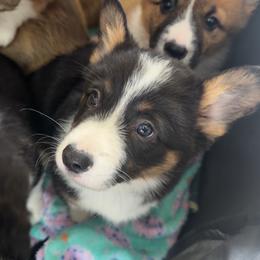 Peter - Black and tan male Pembroke Welsh Corgi puppy in Bloomfield, Iowa from Seven B Corgis & Doxies