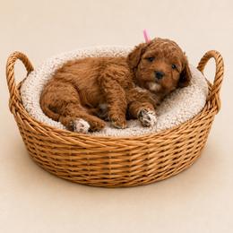 Sorbet - Red female Cavapoo puppy in South Jordan, Utah from Diamond Companions