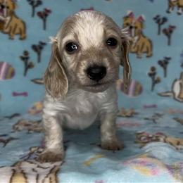 Happy - Cream male Dachshund puppy in Poteau, Oklahoma from Sisters Dazzling Dachshunds