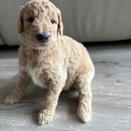 Snow White - Cream female Goldendoodle puppy in Brooksville, Florida from Abby’s Standard Goldendoodles