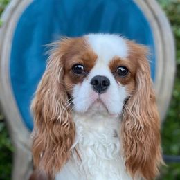 Oliver - Cavalier King Charles Spaniel