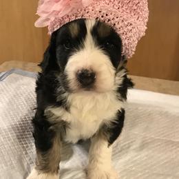 Bernedoodle Puppies from Montanas Mountain Bernedoodles