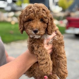 Spark - Red male Cavapoo puppy in Woodland Hills, Utah from The Fairy Paw Mother